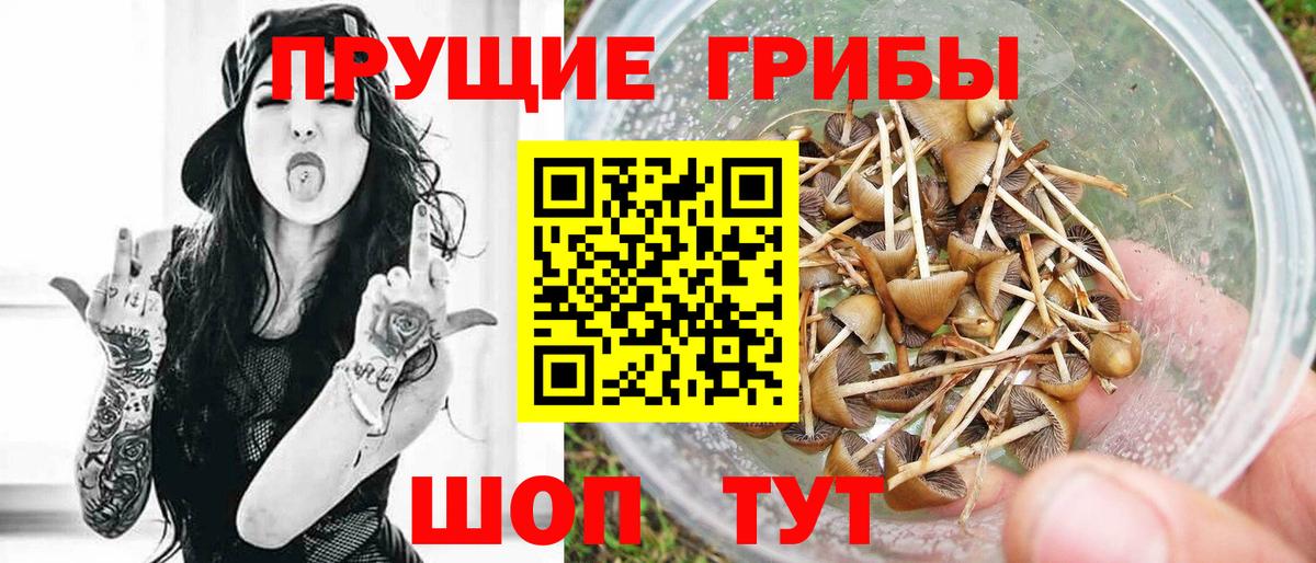 Псилоцибиновые грибы Psilocybine cubensis Вязьма
